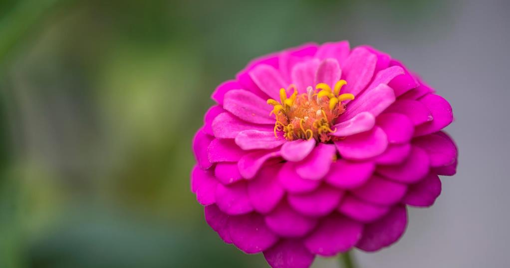 Zinnia