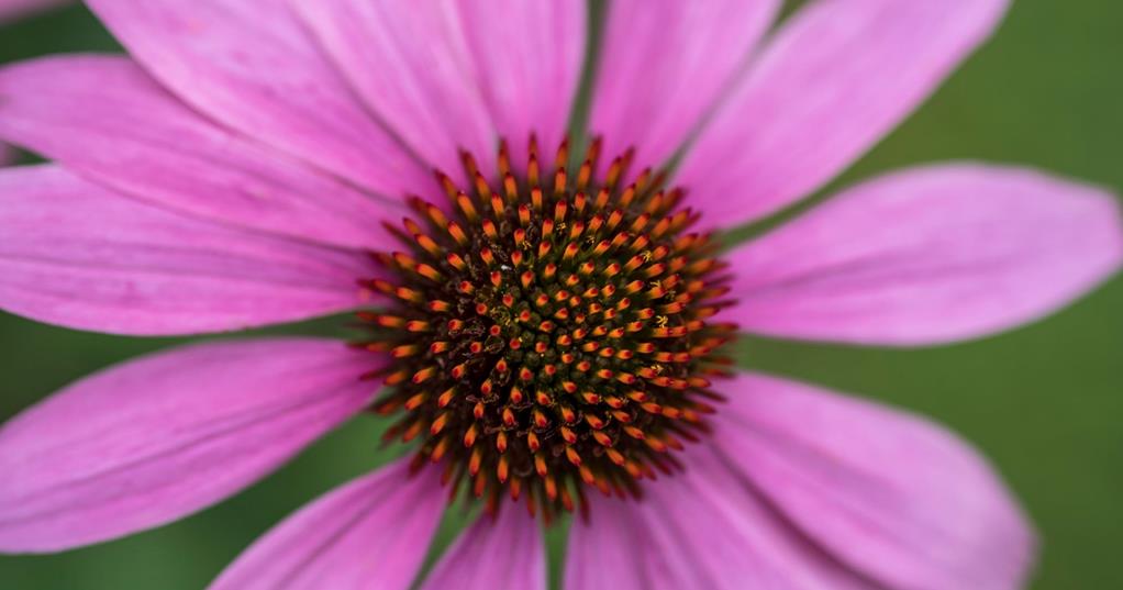 Echinacea