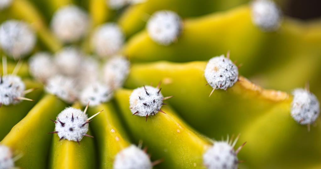 Detail of a flower