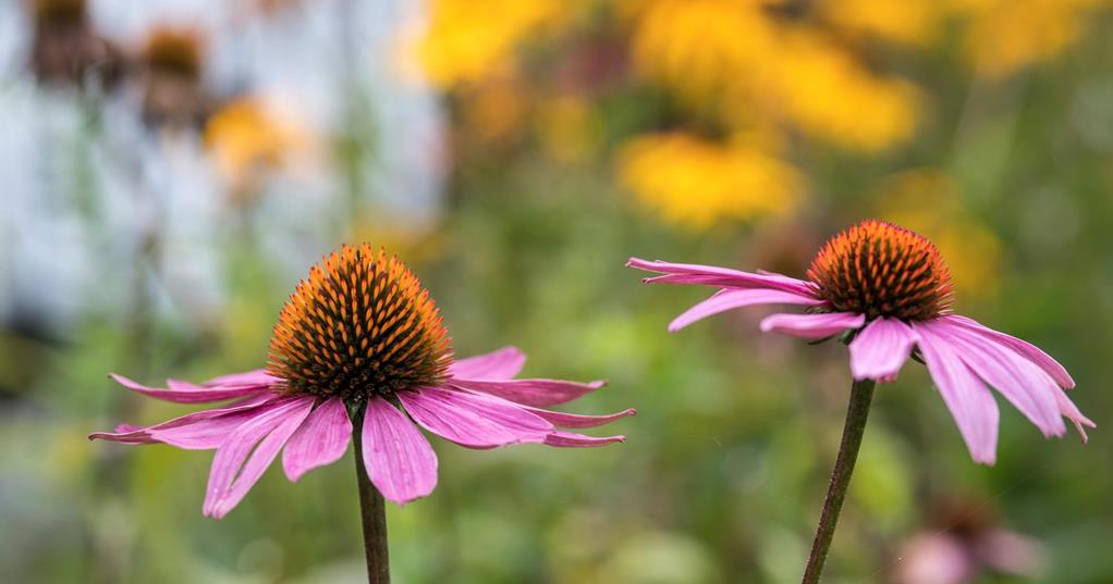 Meadow flowers