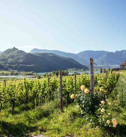 suedtirol-wein-c-benjamin-pfitscher-261979